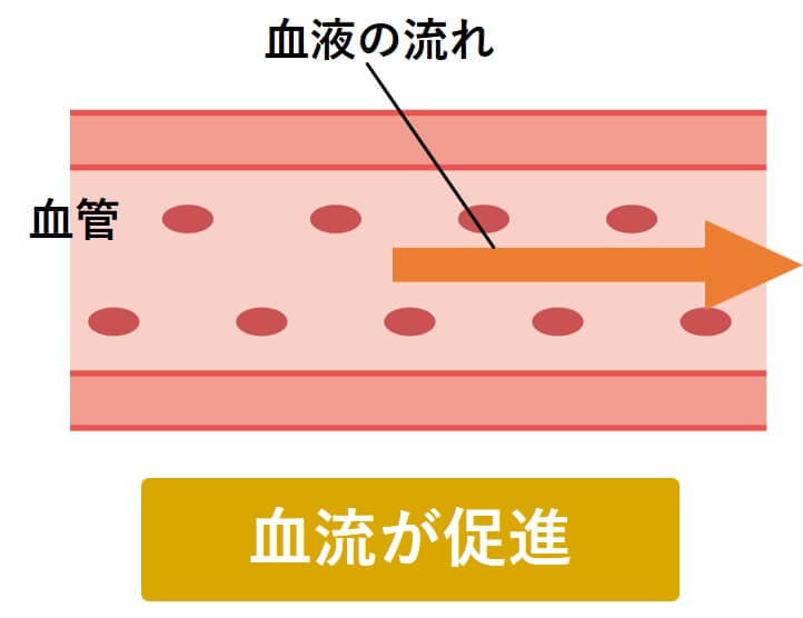 血液の流れ②